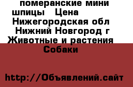 померанские мини шпицы › Цена ­ 20 000 - Нижегородская обл., Нижний Новгород г. Животные и растения » Собаки   